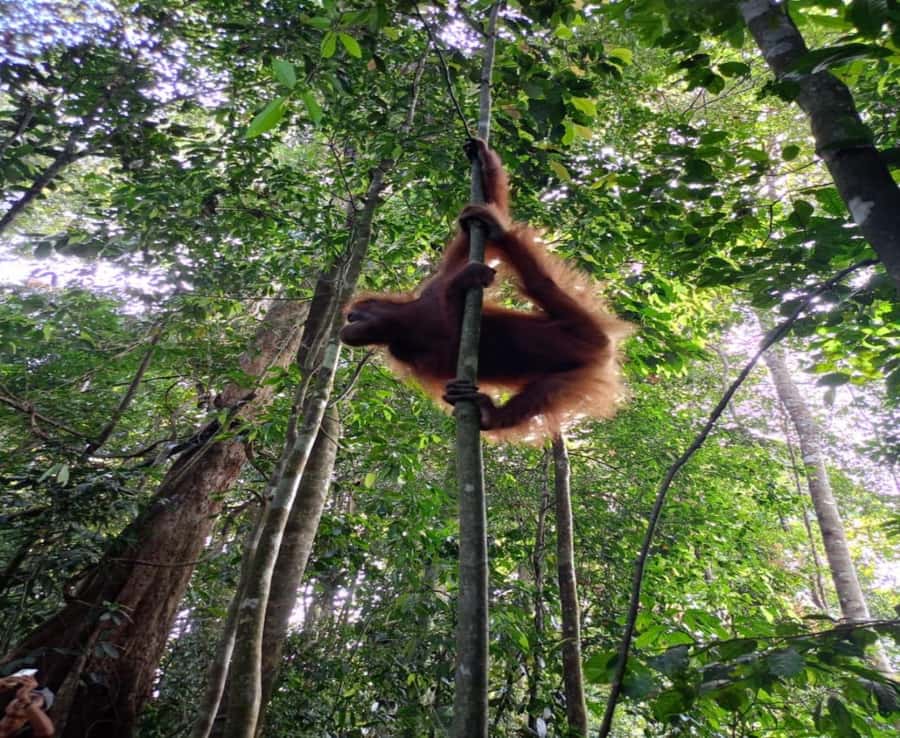 Sumatra: 3-Day Unique Jungle Experience & Exploring Wildlife - Day 3 river return and tire-raft style floating: the payoff run-out through the stream