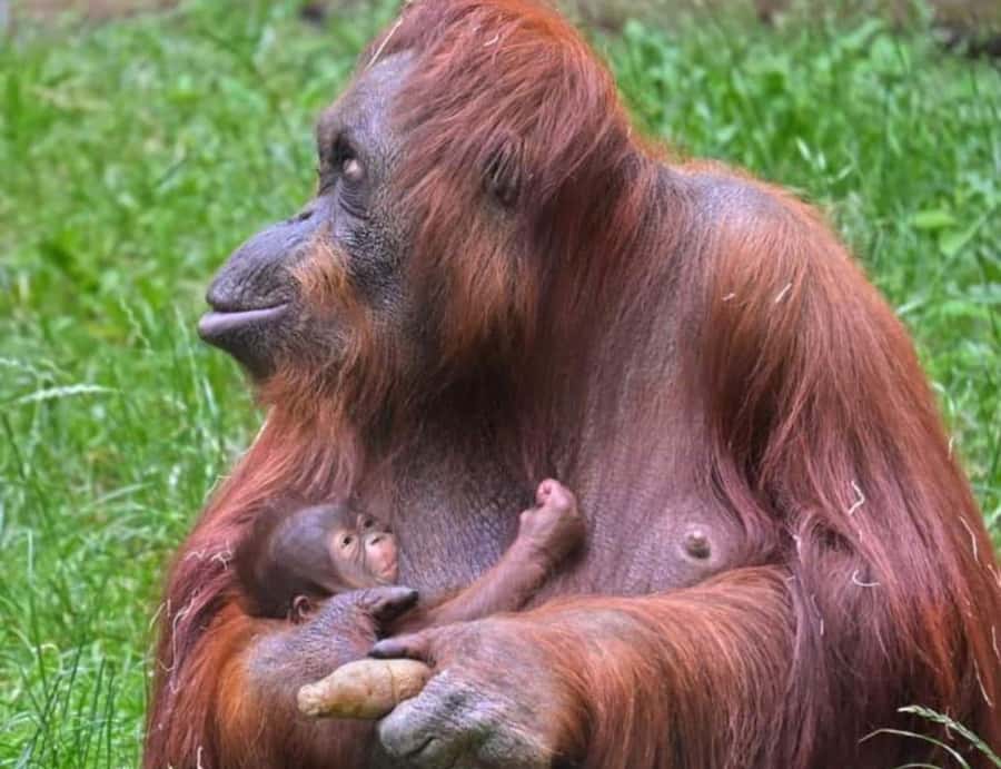 Sumatra: 3-Day Unique Jungle Experience & Exploring Wildlife - Guides and group size: how Dian, Predi, Yuda, and others change the whole feel