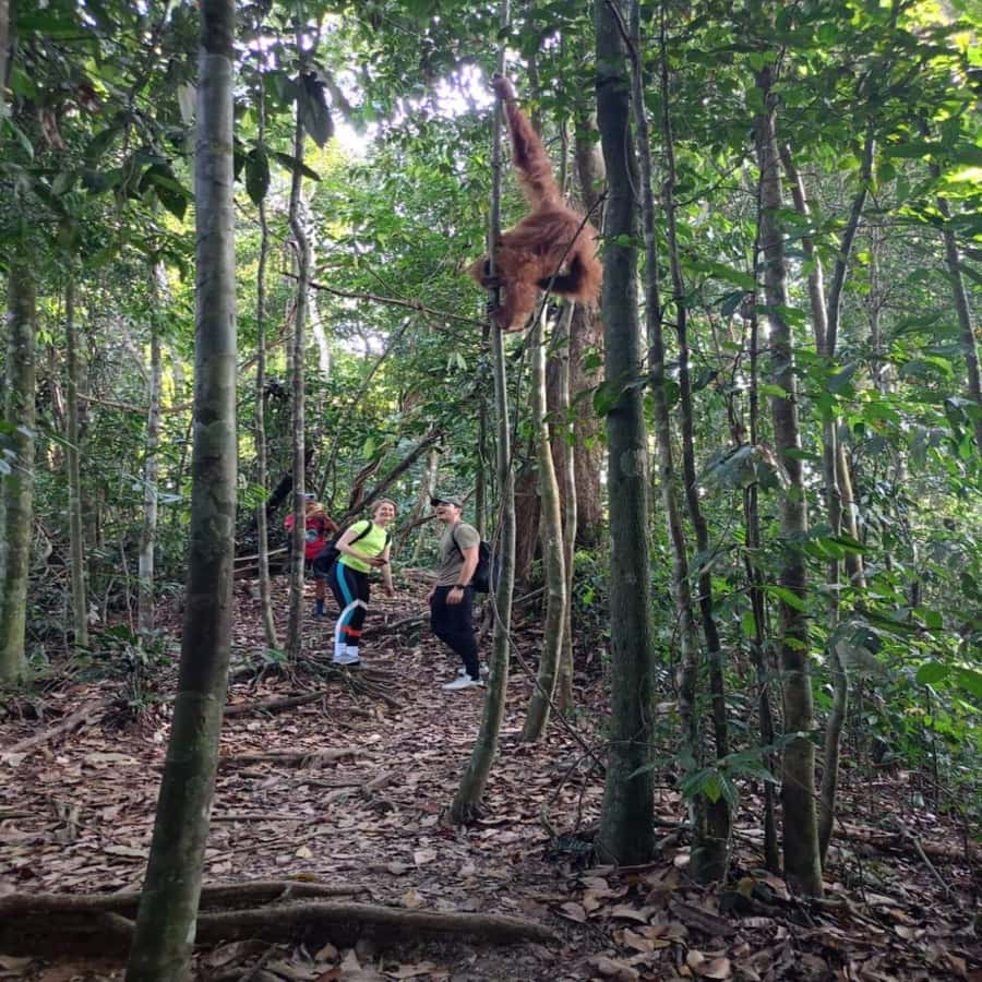 Sumatra: 3-Day Unique Jungle Experience & Exploring Wildlife - Food and daily comfort: why jungle meals are often the surprise highlight