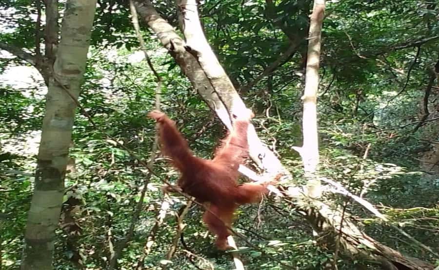 Sumatra: 3-Day Unique Jungle Experience & Exploring Wildlife - Who should book, who should skip, and when this gets tough