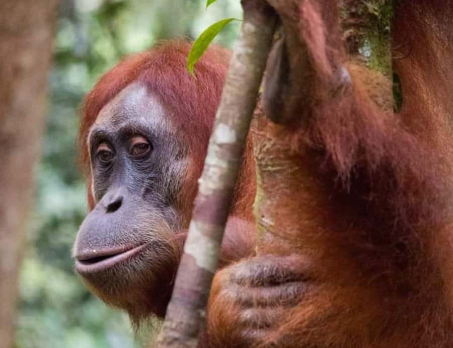 Sumatra: 3-Day Unique Jungle Experience & Exploring Wildlife - Overnight rainforest camping: sleeping without electricity and waking up to the jungle