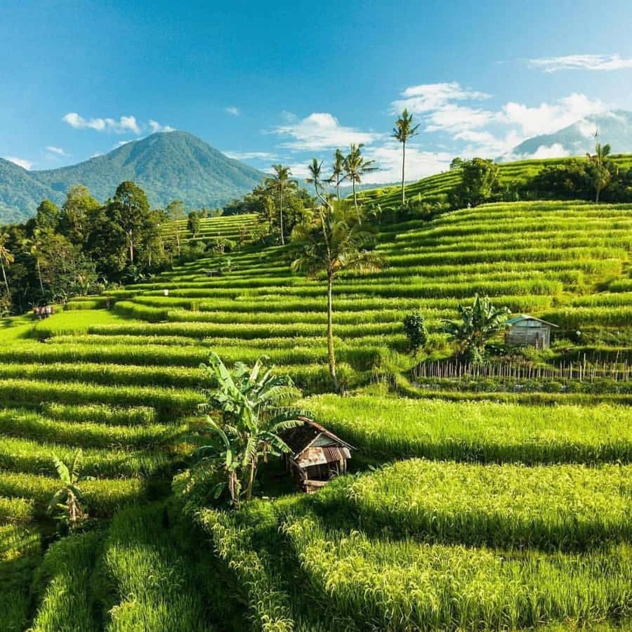 Tanah Lot-Nung Nung Waterfall-Jatiluwih and Bedugul - Jatiluwih rice terraces: UNESCO views plus the color story