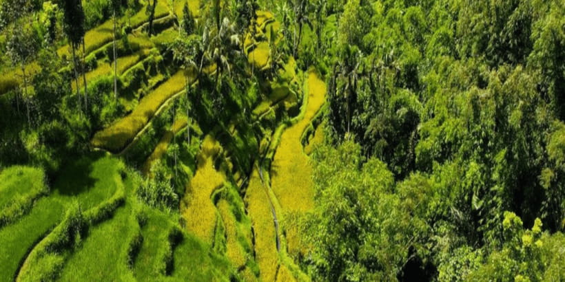 Tetebatu: Rice Fields, Waterfall, & Monkey Forest Day Tour - Key highlights worth planning around