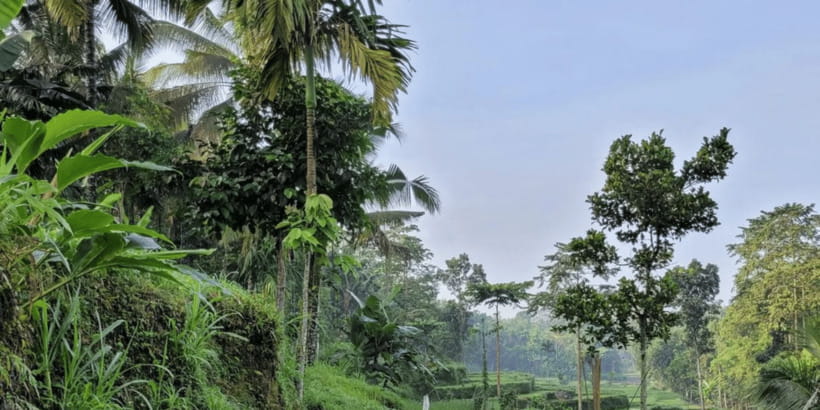 Tetebatu: Rice Fields, Waterfall, & Monkey Forest Day Tour - Price and Value at Around $66 Per Person
