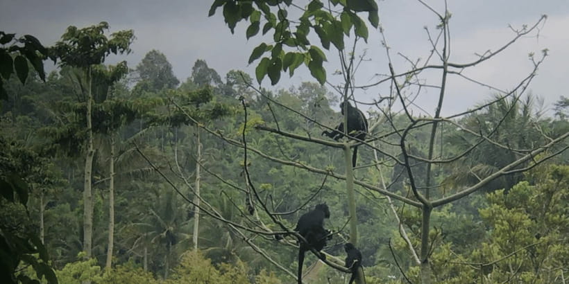 Tetebatu: Rice Fields, Waterfall, & Monkey Forest Day Tour - Getting There with an 8:00 AM Pickup in Lombok