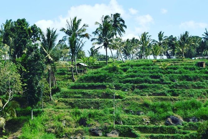 Tetebatu Walking Tour - Rice Terraces, Waterfall & Monkey Forest - Burung Walet Waterfall: canyon falls and swim time
