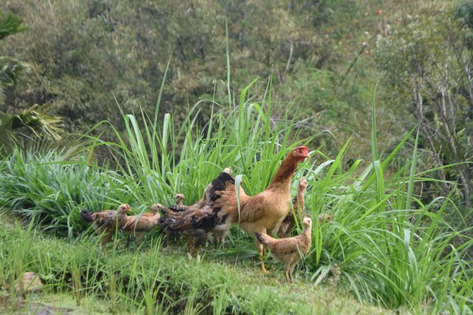 Tetebatu Walking Tour - Rice Terraces, Waterfall & Monkey Forest - Rice terraces, local houses, and the real Tetebatu rhythm