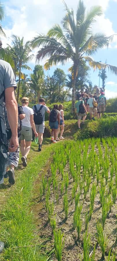 Tetebatu: Waterfalls, Spices, Rice Terrace, Monkey forest - Tetebatu feels more local than Lombok’s usual checklist