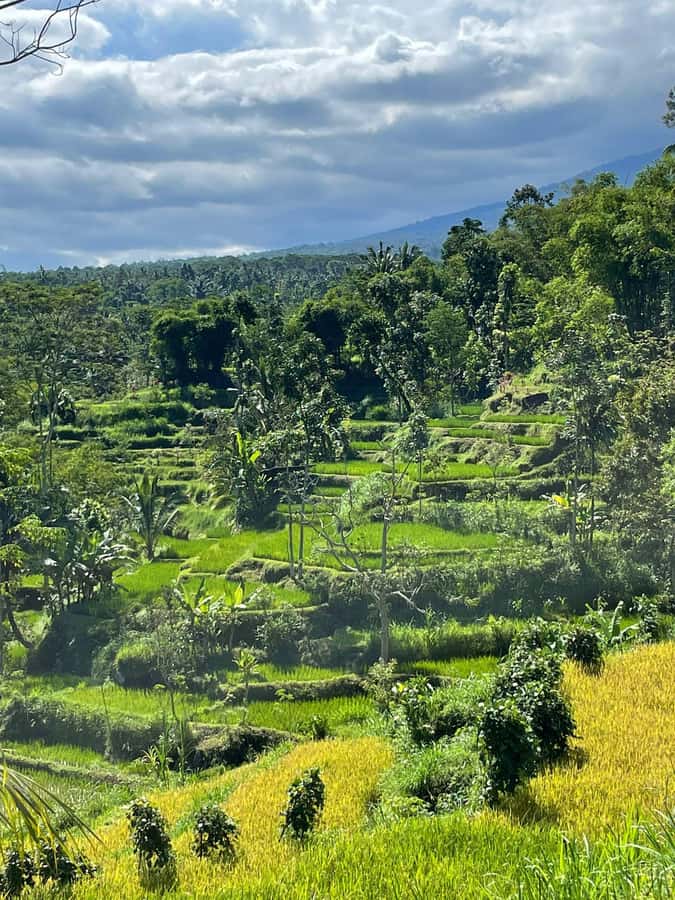 Tetebatu: Waterfalls, Spices, Rice Terrace, Monkey forest - Waterfalls and the wading reality: swim time plus safe footwear