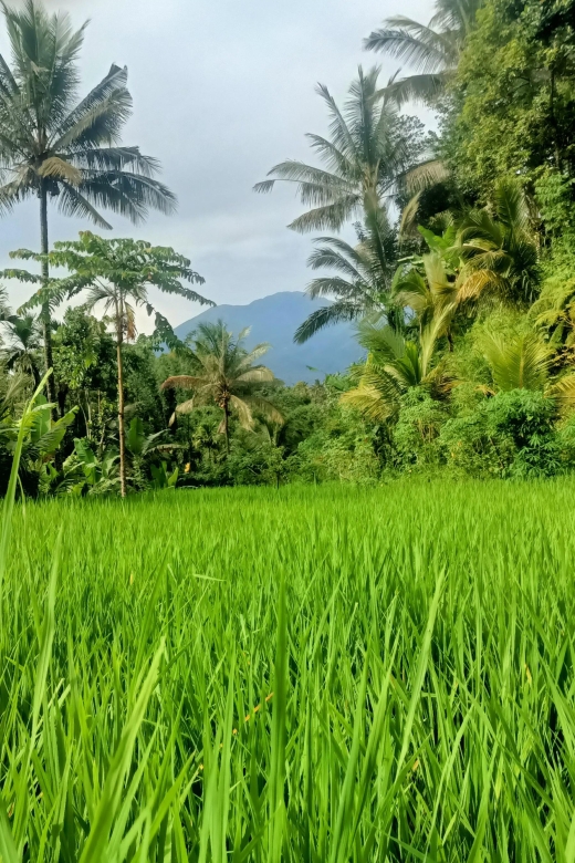Tetebatu: Waterfalls, Spices, Rice Terrace, Monkey forest - Monkey forest: your best shot at black-collared monkeys