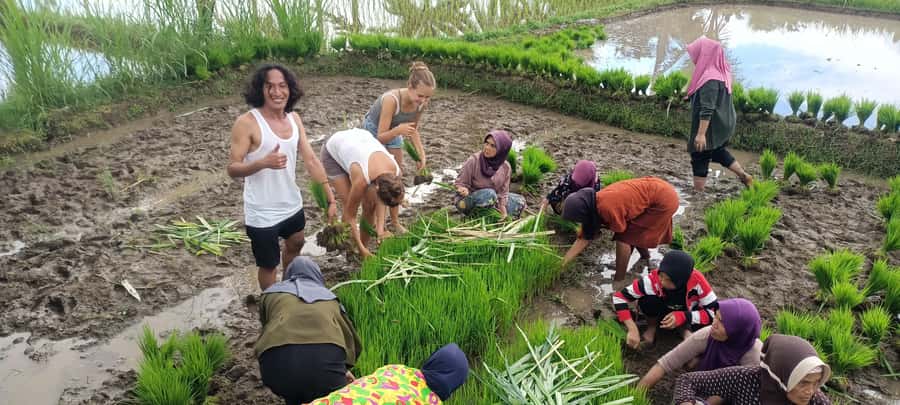 Tetebatu: Waterfalls, Spices, Rice Terrace, Monkey forest - Price and value: why $21 can work for a full day