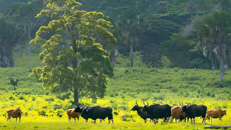The Authentic Sunset Of Baluran National Park Banyuwangi - Bekol Savana and Padang Savana sunset: the light, the stillness, and timing for animals