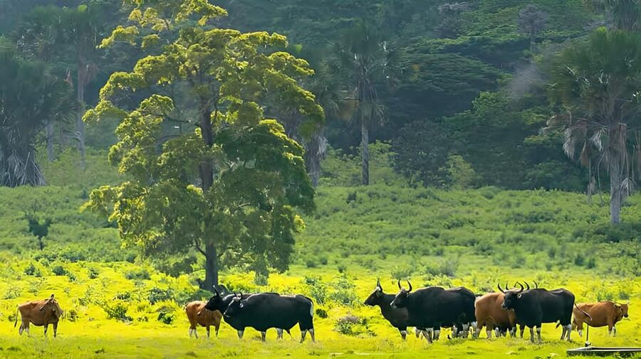 The Authentic Sunset Of Baluran National Park Banyuwangi - Who should book this Baluran sunset safari