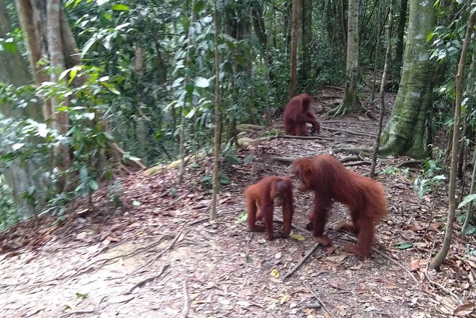 TOUR PACKAGE (jungle trekking, taxi, Room) 4 DAYS 3 NIGHTS in BUKIT LAWANG - Bukit Lawang and Gunung Leuser, the practical reason people come