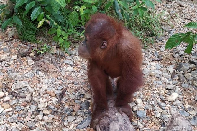 TOUR PACKAGE (jungle trekking, taxi, Room) 4 DAYS 3 NIGHTS in BUKIT LAWANG - What you actually get for $302.02 per person, and why it can be good value