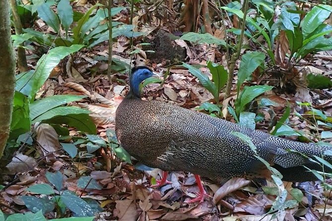 TOUR PACKAGE (jungle trekking, taxi, Room) 4 DAYS 3 NIGHTS in BUKIT LAWANG - Guides, group size, and the little things that shape your day