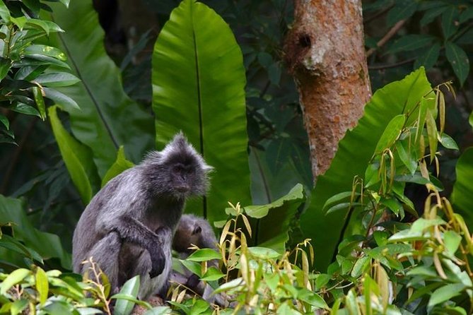 TOUR PACKAGE (jungle trekking, taxi, Room) 4 DAYS 3 NIGHTS in BUKIT LAWANG - Day 2: 9:00 AM trekking start in Gunung Leuser, orangutan time