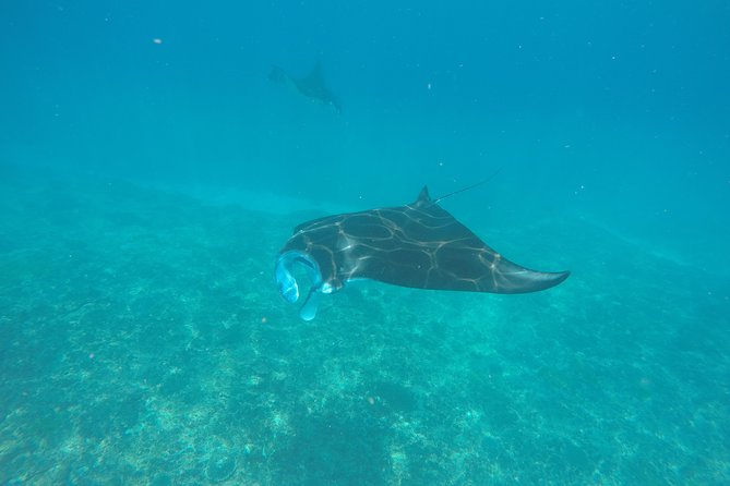 Try Diving in Manta Point - Nusa Penida - Key highlights you’ll actually care about
