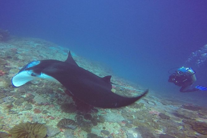 Try Diving in Manta Point - Nusa Penida - Neptune’s “private instructor per person” approach