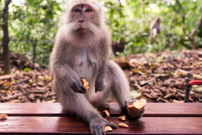 Ubud 1 Day Tour (Private & All-Inclusive) - Key things I’d plan for before you go