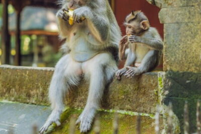 Ubud 1 Day Tour (Private & All-Inclusive)
