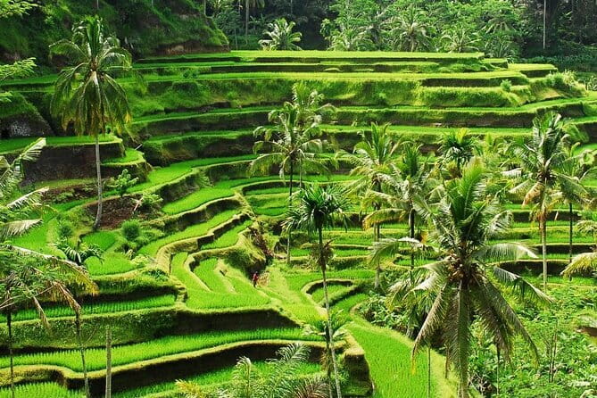 Ubud 1 Day Tour (Private & All-Inclusive) - Stop 2: Sacred Monkey Forest Sanctuary and what to expect
