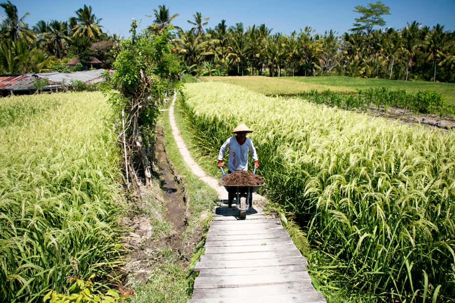 Ubud: 3-Hour Walking Tour with Lunch - Coffee plantation tea and coffee tasting without the hard sell
