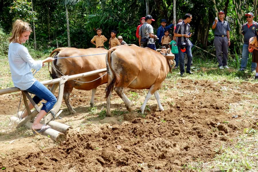Ubud: 3-Hour Walking Tour with Lunch - Lunch at a local home overlooking fields and temples