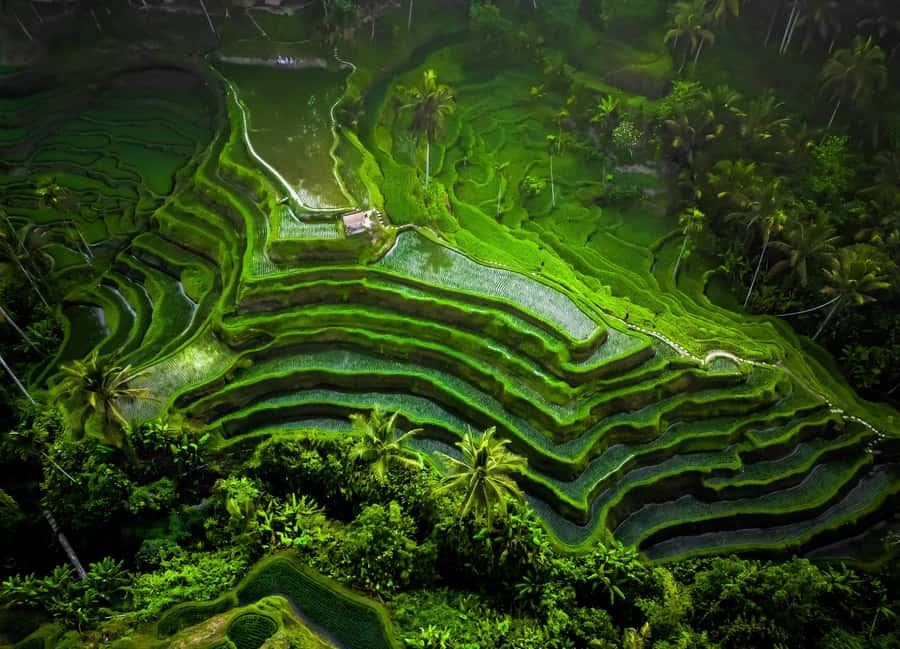 Ubud: All-Inclusive Tour with Optional Lunch - Ubud in One Day: why this highlights route is such good value