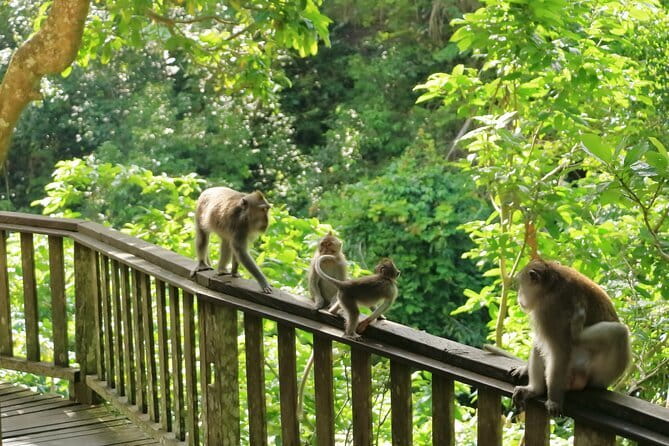 Ubud All-Inclusive Tour with Swing and Lunch - Lunch at D Alas Warung: Traditional Balinese Food in a Village Setting