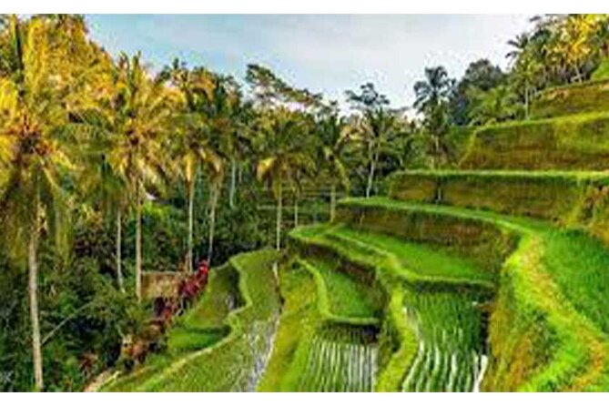 Ubud ATV Quad Bike, Monkey Forest and Rice Terrace - Tegalalang Rice Terrace: iconic views with just enough time