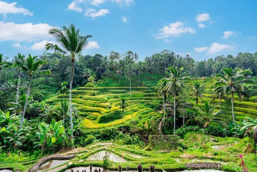 Ubud: Best of Ubud Full-Day Tour with Entry Tickets - Sacred Monkey Forest Sanctuary: A Wild Spot Where Your Guide Matters
