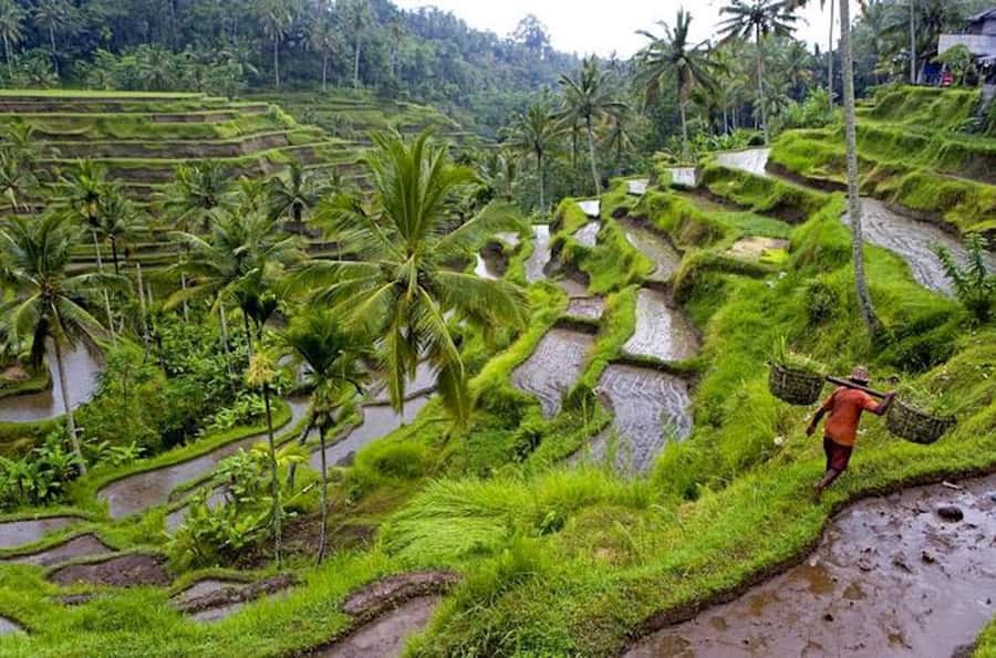 Ubud & Canggu: Rice Terrace, Waterfall & Black Sand Beach - Tegallalang rice terraces and Subak irrigation: what you’re really seeing