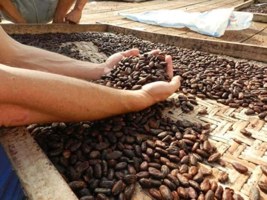 Ubud: Chocolate Workshop, Class & Tasting - The Cocoa Plantation and Workshop Portion: How the Class Works