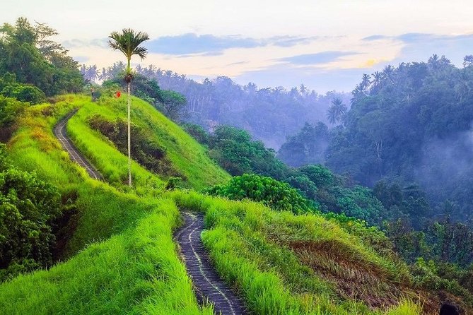 Ubud Countryside Tour: Campuhan Ridge Walk and Rice Terrace - Stop 2: Campuhan Ridge Walk, the easy nature reset