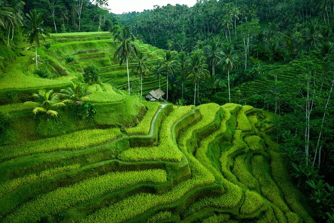 Ubud Countryside Tour: Campuhan Ridge Walk and Rice Terrace - Stop 3: Tegalalang Rice Terraces and how to read the view