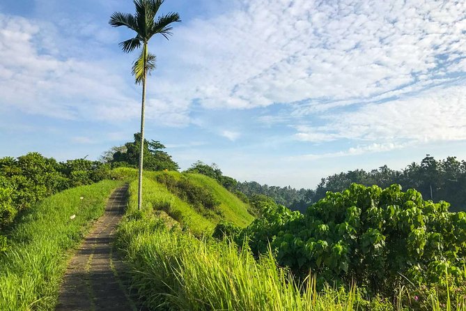 Ubud Countryside Tour: Campuhan Ridge Walk and Rice Terrace - Price and what you truly get for around $40