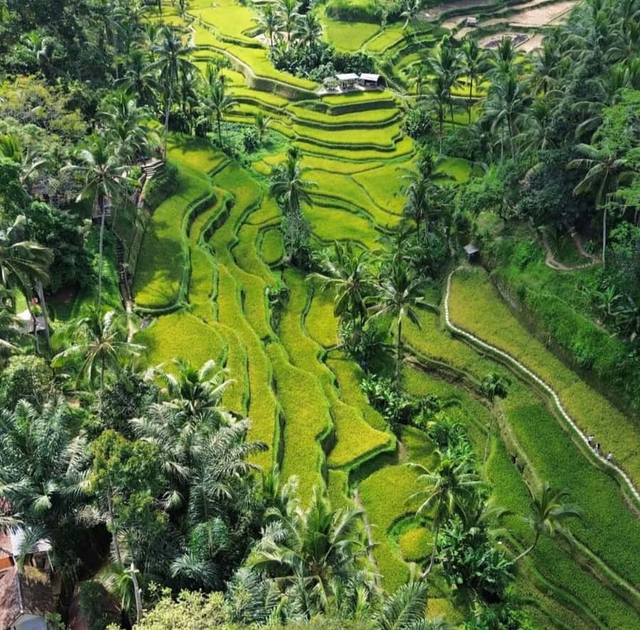 Ubud: Customised private day trip with personal driver - Why This Ubud Private Day Trip Feels More Like You Than a Package