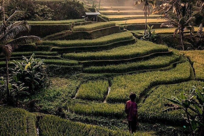 Ubud Customized Full Day Tour - Visit Most favorite In Ubud - Tirta Empul temple: a holy spring stop that fits well in a long day