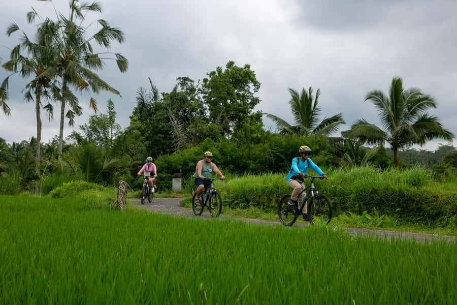 Ubud: Downhill Cycling with Volcano, Rice Terraces, and Meal - Rice Paddies and the Rice-Planting Culture Walk