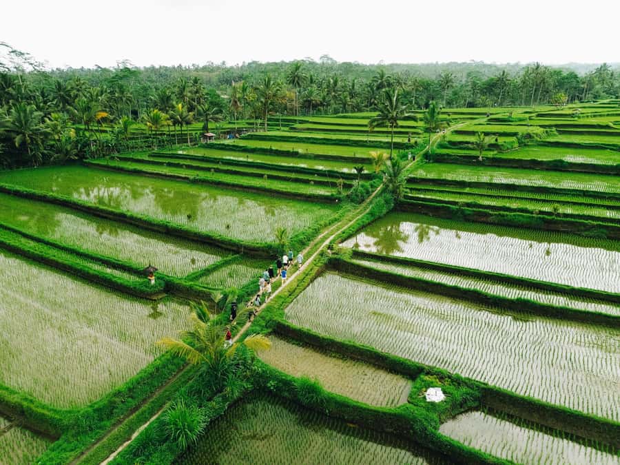 Ubud: Downhill Cycling with Volcano, Rice Terraces and Meal - The downhill ride through villages and rice fields: about 18 km of easy effort