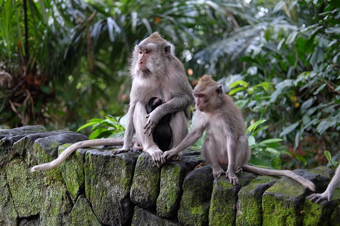 Ubud Experience ; Swing, Waterfalls, Art Market, Rice Terrace - A Ubud Highlights Route That Starts in Kuta