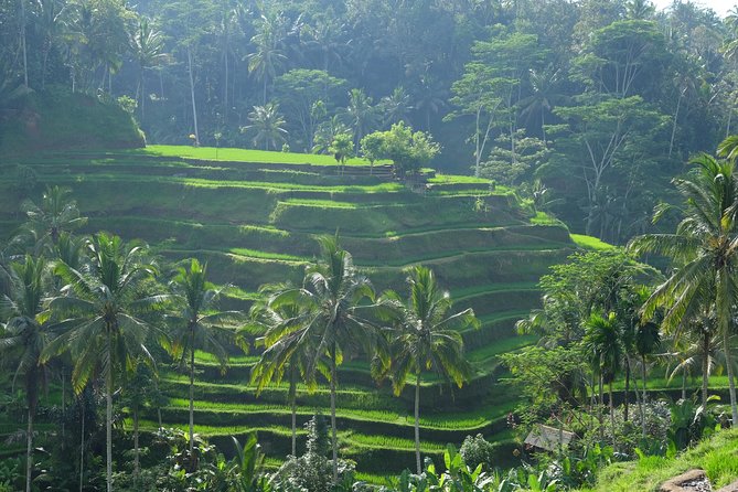 Ubud Experience ; Swing, Waterfalls, Art Market, Rice Terrace - Kumulilir Swings in a Valley: Photo Fun With a View