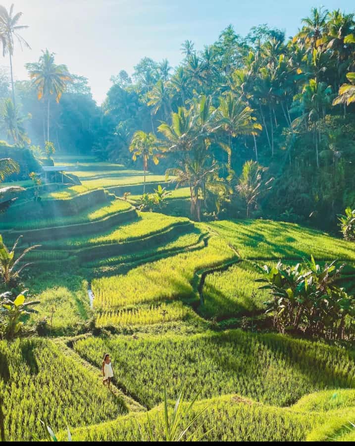 Ubud: Full-Day Rice Terrace, Monkey Forest & Waterfall - Key Highlights Worth Planning For