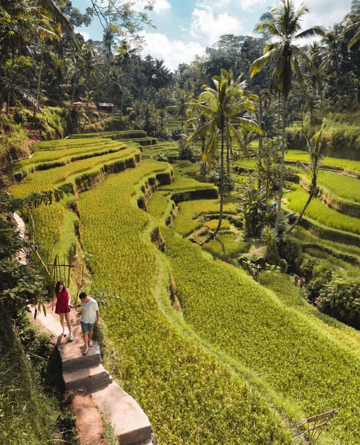 Ubud: Full-Day Rice Terrace, Monkey Forest & Waterfall - Ubud in One Day: Why This Mix Works So Well