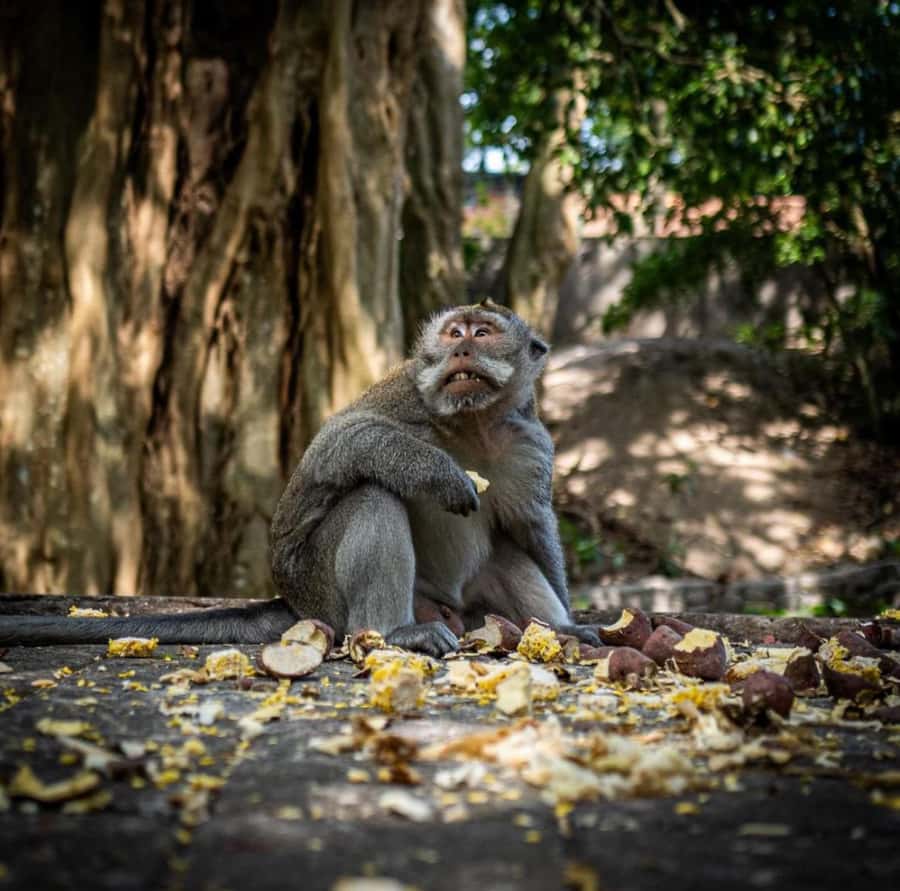 Ubud: Full-Day Rice Terrace, Monkey Forest & Waterfall - Sacred Monkey Forest Sanctuary: What You’re Really Getting Into