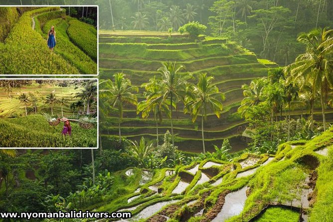 Ubud Full Day Tour - Key Highlights You’ll Actually Feel During the Day