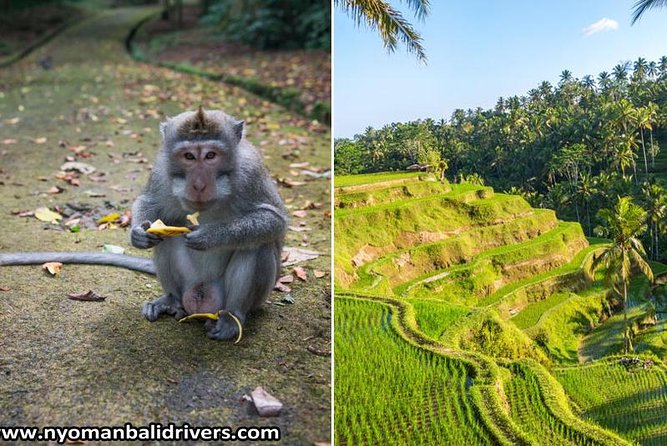 Ubud Full Day Tour - Seminyak to Ubud: What Makes This Day Trip Work