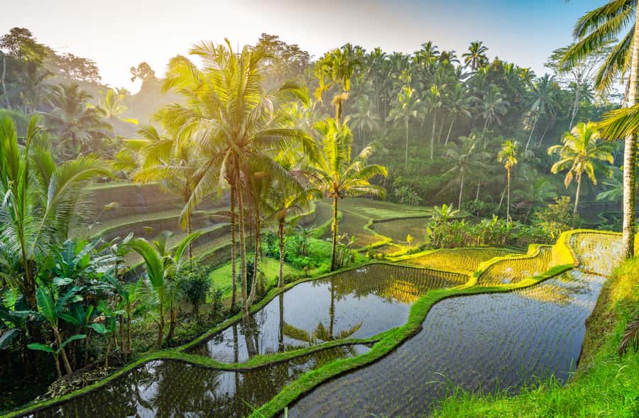 Ubud: Highlights Tour with Soul Purification at Tirta Empul - Why This Ubud Day Feels Like Culture, Not Just Stops