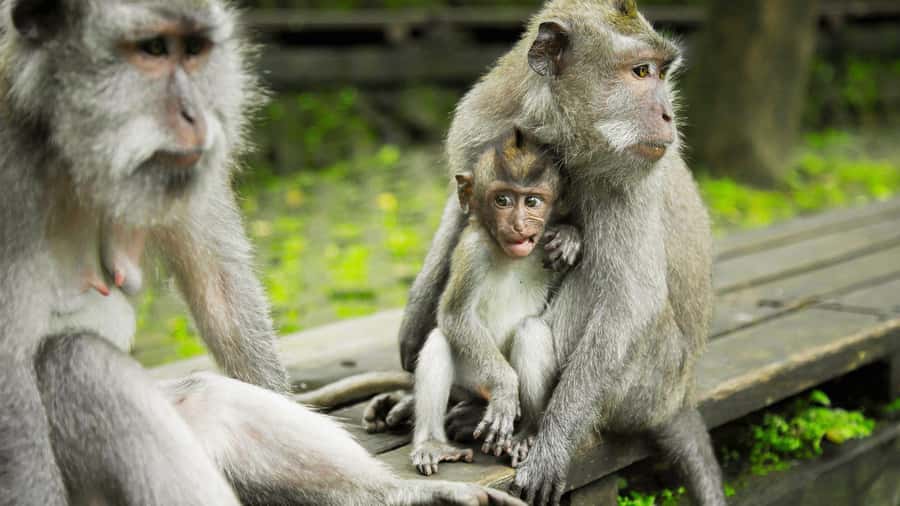 Ubud: Highlights Tour with Soul Purification at Tirta Empul - Sacred Monkey Forest Sanctuary: Shaded Walks and the Rules That Matter